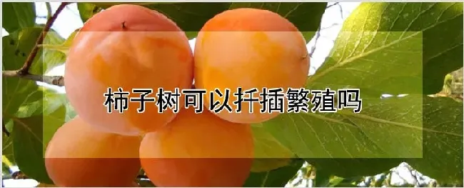 柿子树可以扦插繁殖吗 | 种植资料
