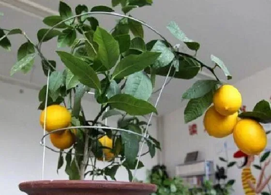 植物产地|柠檬原产地在哪里