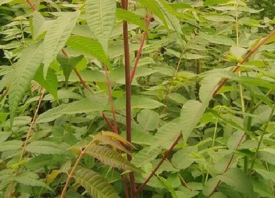 种植位置|香椿树可以种在家门口吗