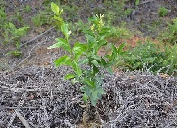 植物发芽|橘子树不发芽怎么办