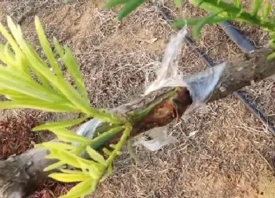 生长环境|罗汉松生长温度是多少度