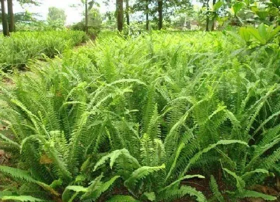 植物百科|排骨草又叫什么名称