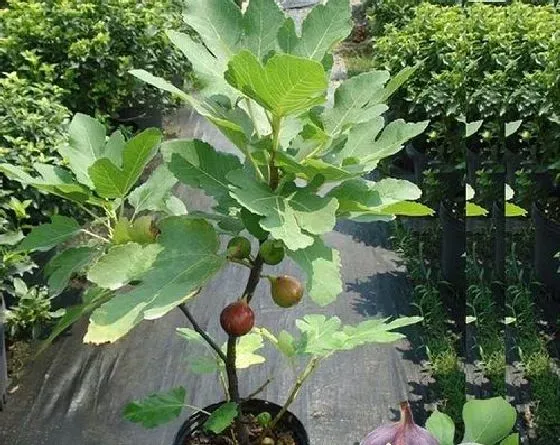 种植百科|无花果种植技术与管理方法 高产栽培技术