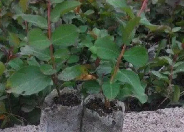 植物扦插|紫薇扦插时间和方法