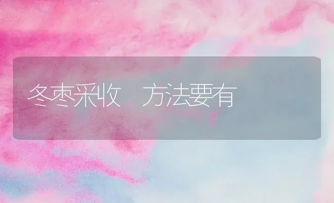 冬枣采收 方法要有 | 瓜果种植