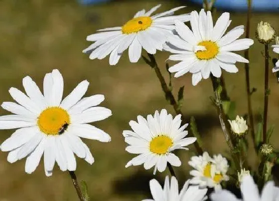 花语|白色雏菊的花语和寓意