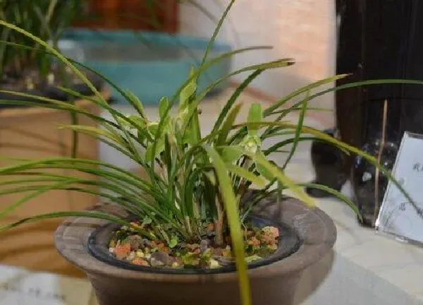 植物扦插|兰花可以扦插吗