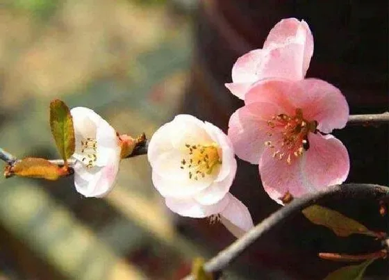 植物排行|海棠树什么品种最好