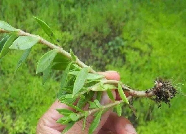 植物扦插|垂盆草可以扦插吗