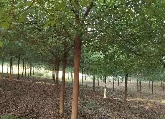 植物百科|宁波的市树是什么树