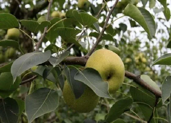 种植管理|梨树的生长周期是多长时间