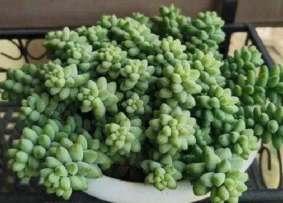 冬天植物|玉缀冬天会冻死吗