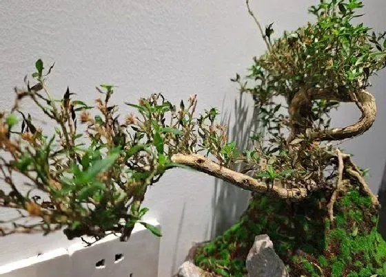 植物修剪|雀梅怎么修剪方法