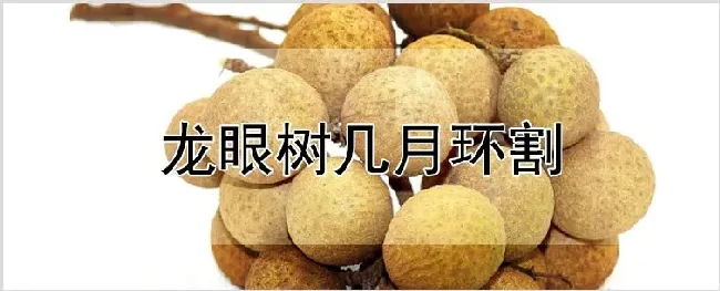 龙眼树几月环割 | 农业科普