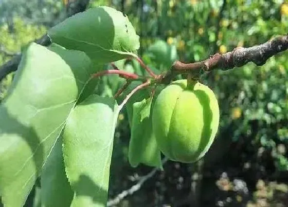 果实成熟|杏子什么季节成熟 在几月份成熟