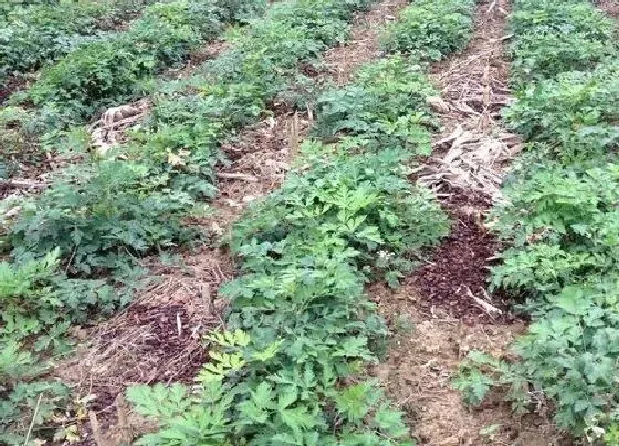 植物播种|前胡怎么留种子 种子收集方法