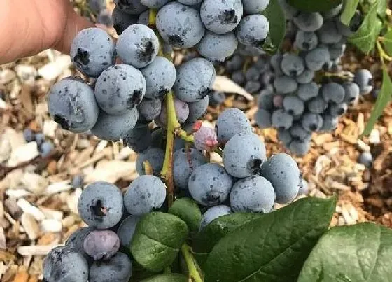 冬天植物|蓝莓怕冻吗