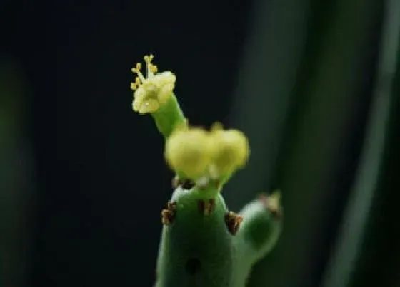 植物百科|绿玉树开花吗 开花是什么样子的