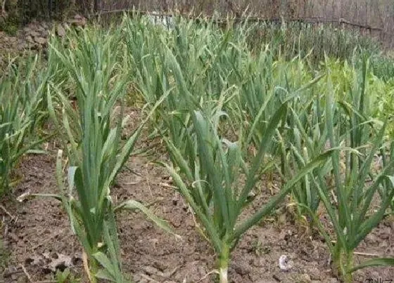 种植方法|大蒜的种植方法和时间 高产栽培技术