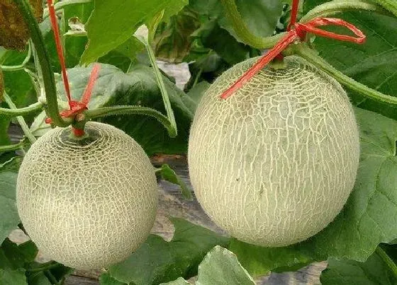 生长环境|哈密瓜的生长环境及生长地方条件