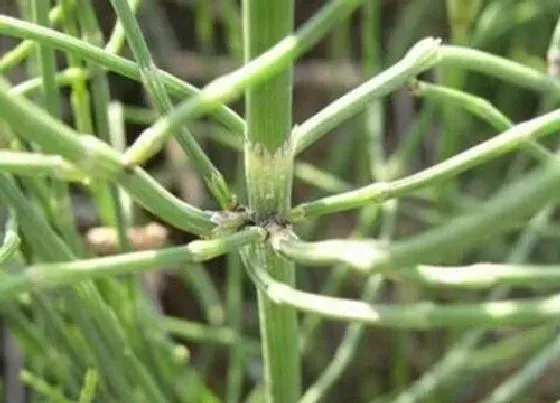 植物百科|土骨草又叫什么名称