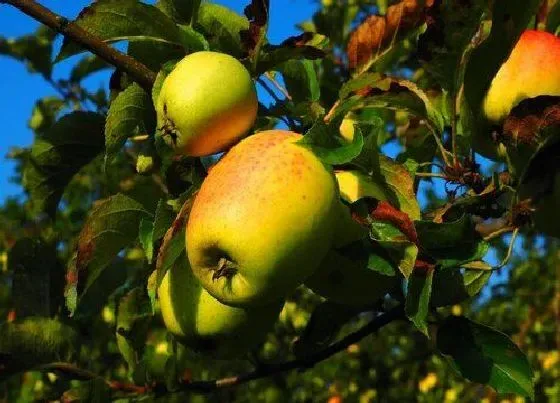 植物毒性|苹果树有毒吗 可以放在室内养吗