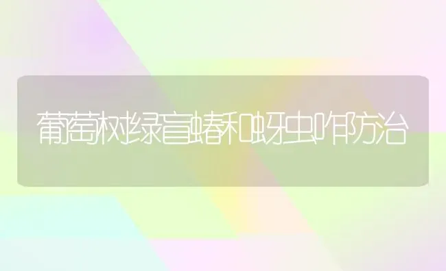 葡萄树绿盲蝽和蚜虫咋防治 | 瓜果种植