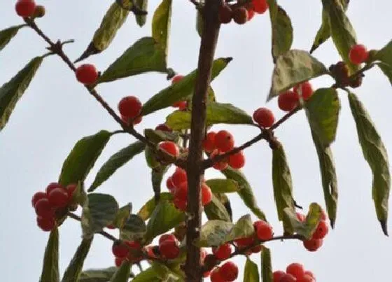 种植方法|红豆种植时间和方法