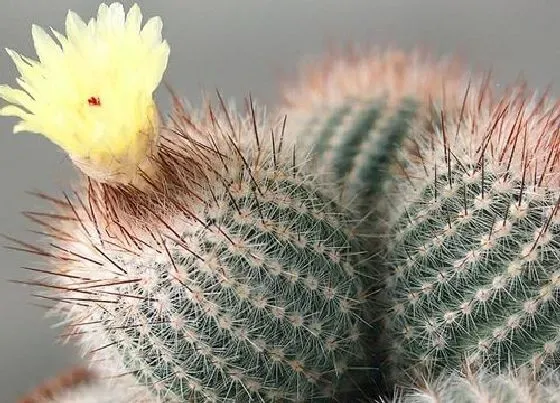 植物百科|仙人球属于什么类植物 属于多肉植物吗