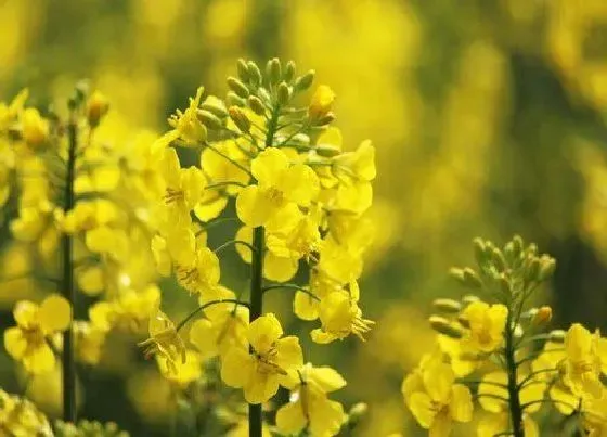 果实成熟|油菜花什么时候成熟