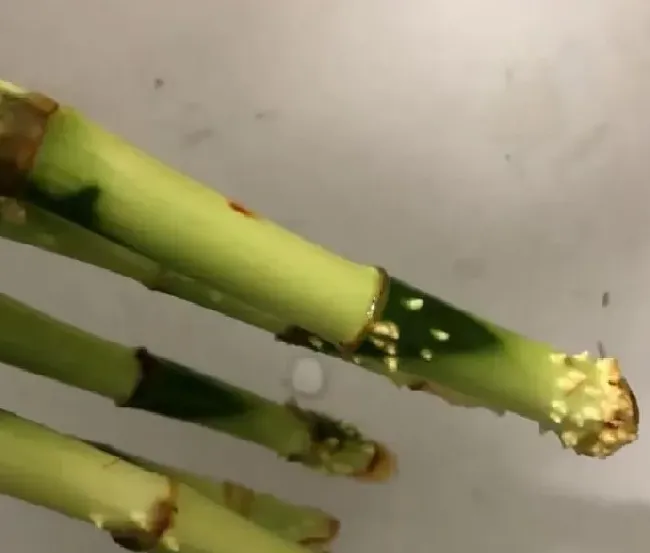 喷药|萘乙酸是什么东西（奈乙酸的功效作用及使用注意事项）