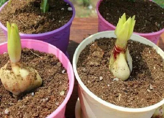 种球|盆栽百合种球保存方法与种植时间
