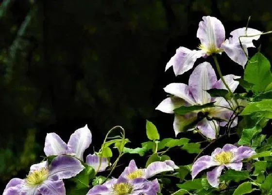 植物施肥|铁线莲花浇什么肥料合适