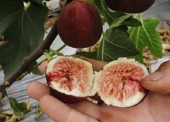 食用科普|无花果可以生吃吗