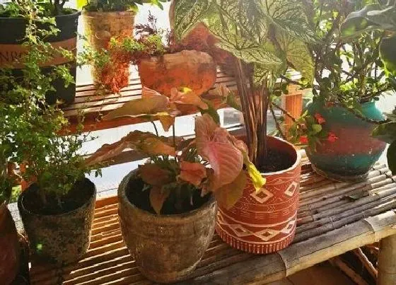 植物排行|养在水里的植物有哪些