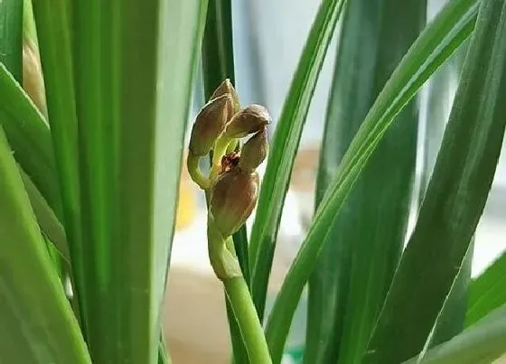 种植管理|剑兰几月份种植最好 什么时候种植最佳