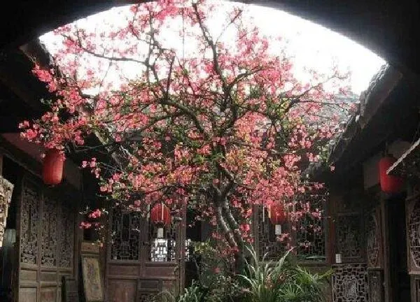 植物移栽|金钻什么时候换盆合适