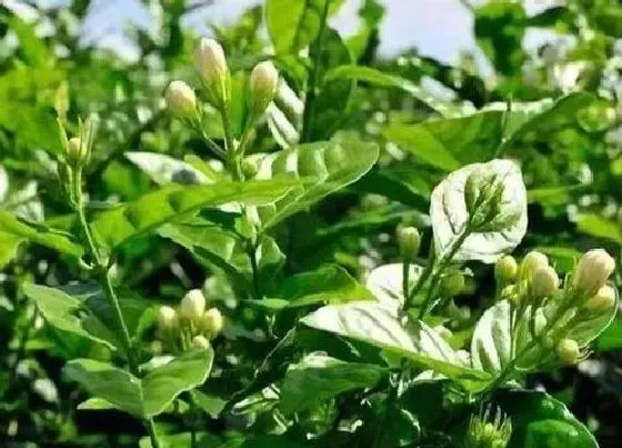 植物香味|茉莉花有香味吗