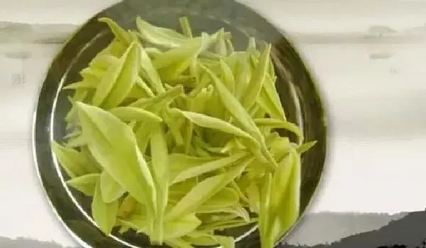 食用常识|天目湖白茶属于什么茶类