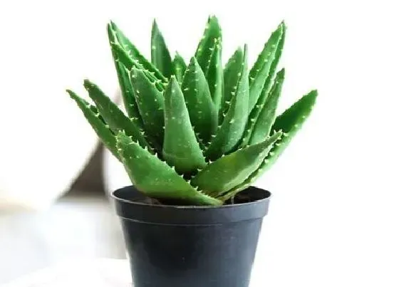 吸甲醛|芦荟能吸收甲醛吗