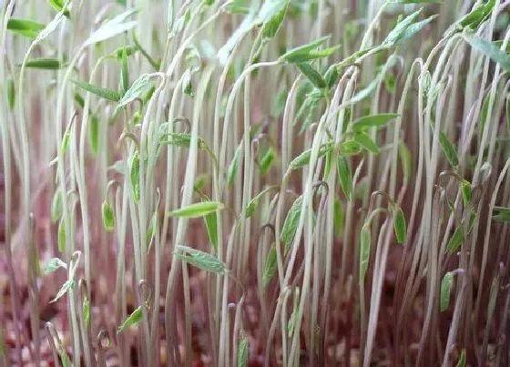 种植方法|红豆种植时间和方法