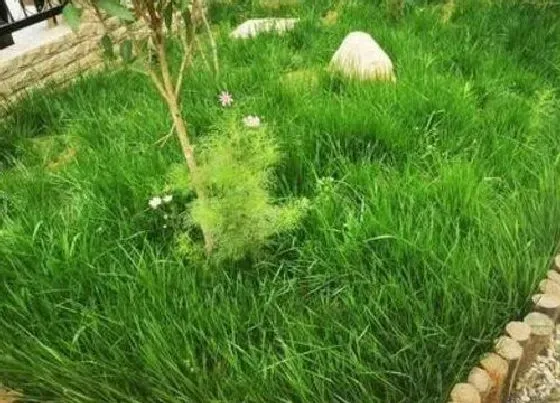 春天植物|黑麦草春天可以种吗