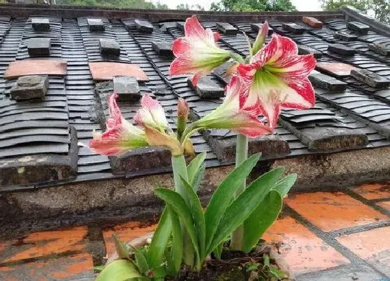 开花时间|对兰一年开几次花
