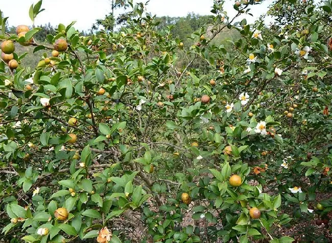 种植管理|油茶树的种植方法和管理技术，油茶树适合什么土壤种植）