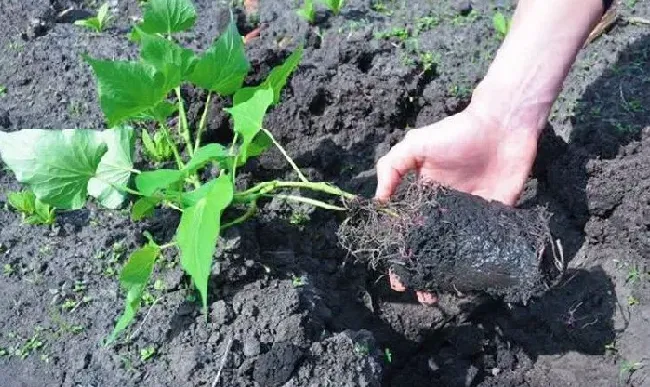 种植管理|红薯要怎么种才能种得好，种红薯高产又好吃都简单方法）