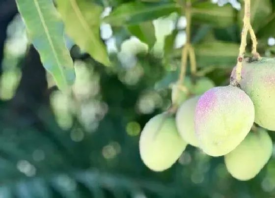 室内摆放|家里种芒果树风水好吗