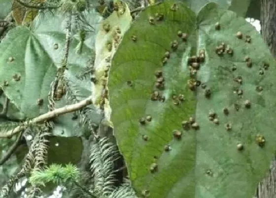 植物虫害|森林病虫害防治技术与方法措施