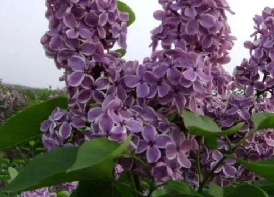 植物病害|丁香花叶病症状及防治方法