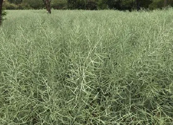 植物百科|昆草又叫什么名称