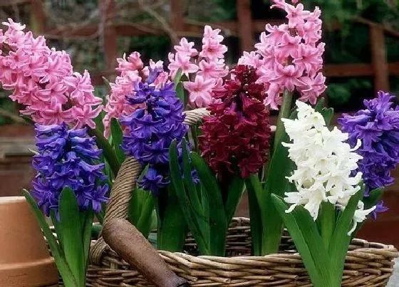 开花时间|风信子养多久才能开花